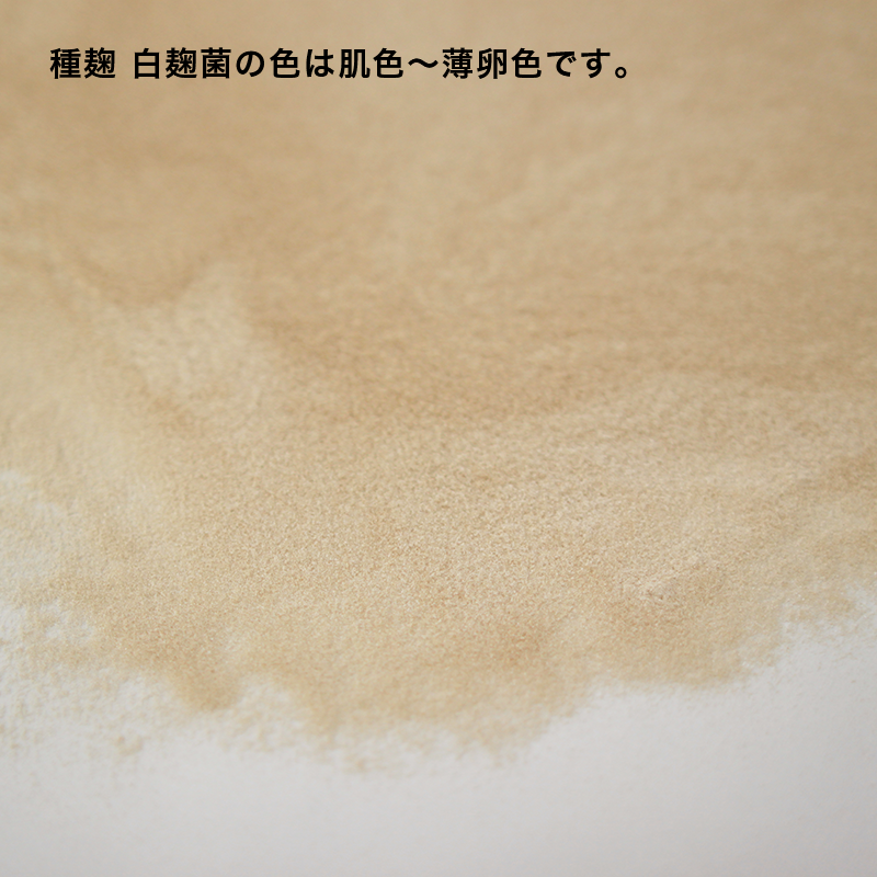 種麹 白麹菌 – 糀屋三左衛門 オンラインストア